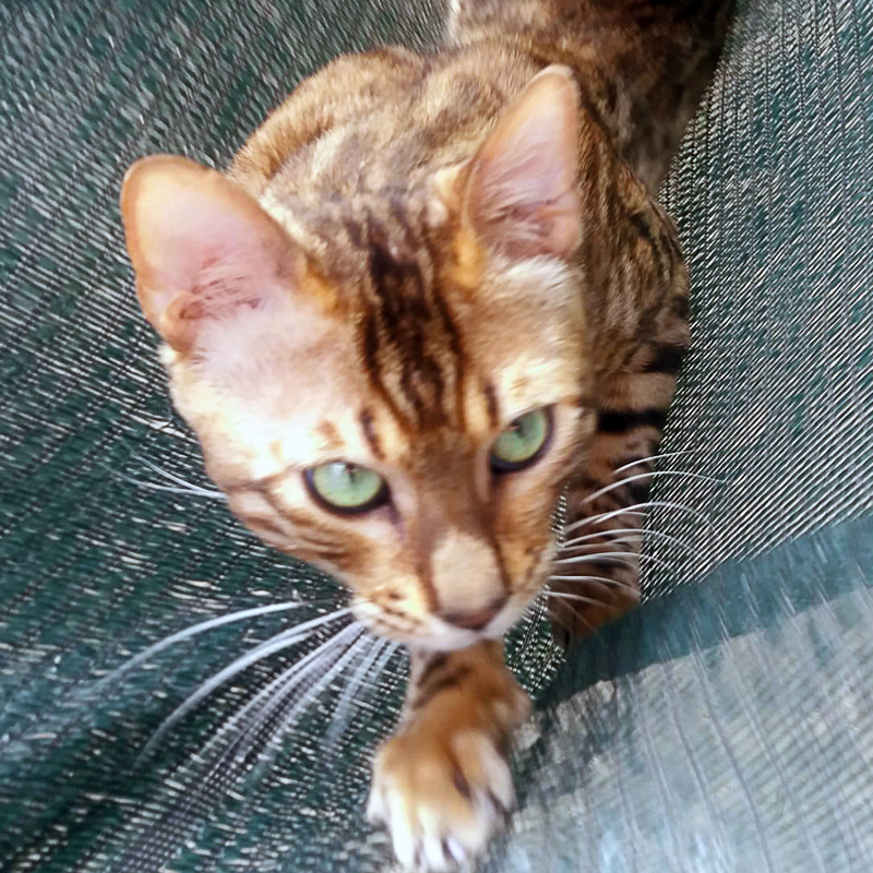 bengal cat /gato de bengal