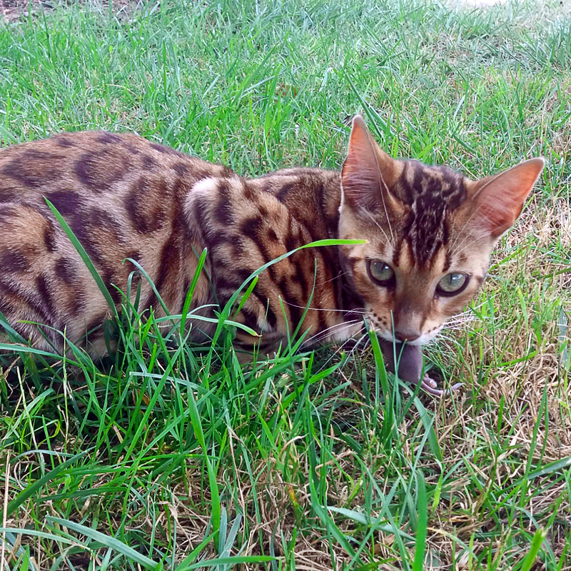 bengal cat /gato de bengal