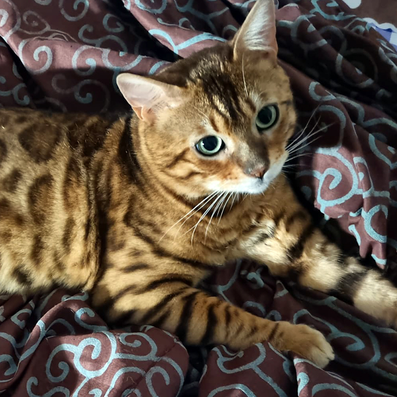 bengal cat /gato de bengal