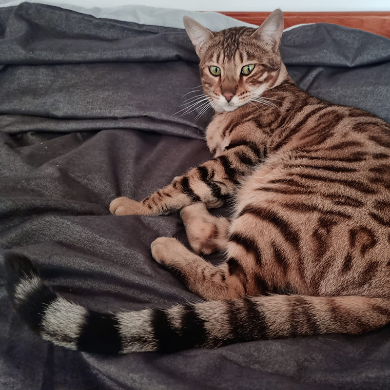 bengal cat /gato de bengal