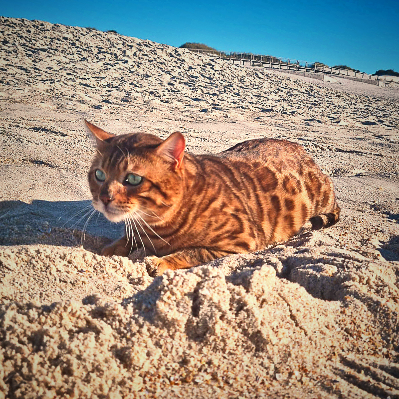 Gatos de Bengal - Fox River